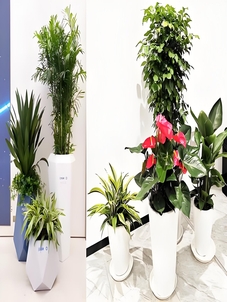 宁波北仑绿植租赁公司，打造办公室清新小森林